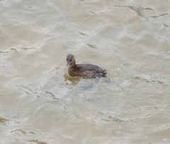 Tachybaptus ruficollis