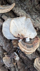Microporus affinis