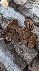 Hymenochaete cyclolamellata