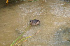 Tachybaptus ruficollis