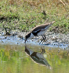 Erythrogonys cinctus