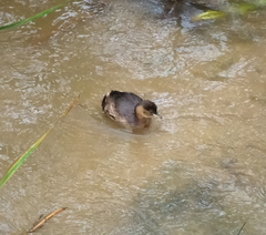 Tachybaptus ruficollis