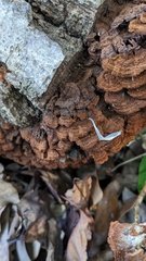 Hymenochaete cyclolamellata