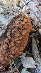 Hymenochaete cyclolamellata