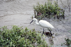 Egretta garzetta