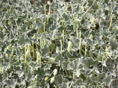 Ecballium elaterium