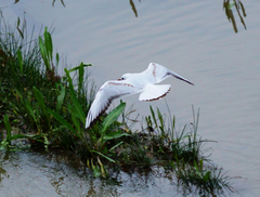 Chroicocephalus ridibundus