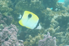 Chaetodon unimaculatus