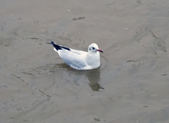 Chroicocephalus ridibundus