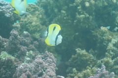 Chaetodon unimaculatus