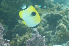 Chaetodon unimaculatus