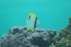 Chaetodon unimaculatus