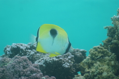 Chaetodon unimaculatus