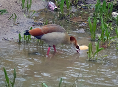 Alopochen aegyptiaca