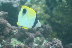 Chaetodon unimaculatus