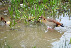 Alopochen aegyptiaca