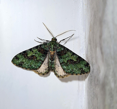 Myrioblephara duplexa