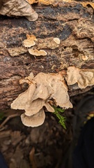 Stereum ostrea