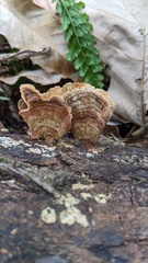 Stereum ostrea