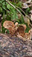 Stereum ostrea