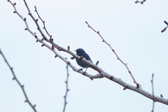 Phoenicurus ochruros