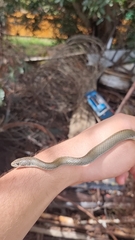 Psammophis crucifer