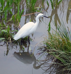 Egretta garzetta