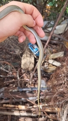 Psammophis crucifer