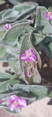 Tradescantia sillamontana