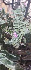 Tradescantia sillamontana