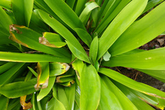Hymenocallis caribaea
