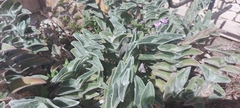 Tradescantia sillamontana