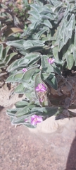 Tradescantia sillamontana