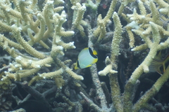 Chaetodon trifascialis