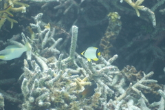 Chaetodon trifascialis