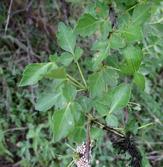 Commiphora
