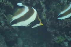Heniochus chrysostomus