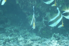 Heniochus chrysostomus