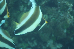 Heniochus chrysostomus