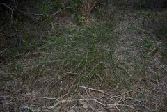 Aotus lanigera