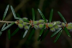 Aotus lanigera