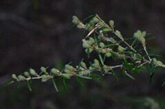 Aotus lanigera