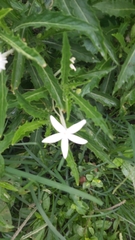 Hippobroma longiflora