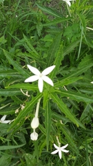 Hippobroma longiflora