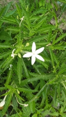 Hippobroma longiflora