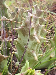 Orbea melanantha
