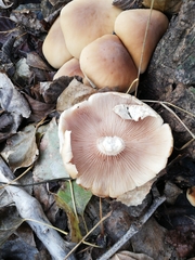 Cyclocybe cylindracea