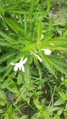Hippobroma longiflora