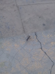 Cardiacephala guttata