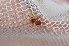 Araniella